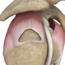 stryker-india-shoulder-full-thickness-rct